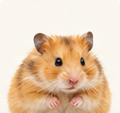 Hamster